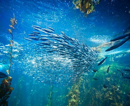 Coral Fishing