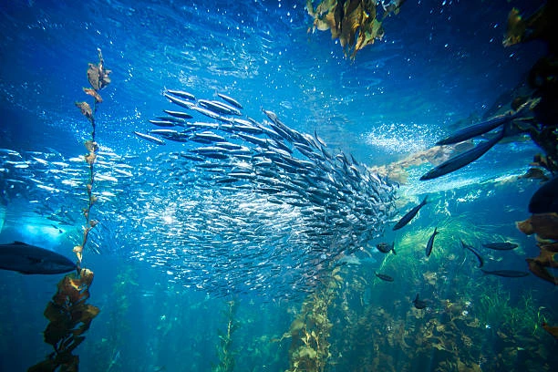 Coral Fishing