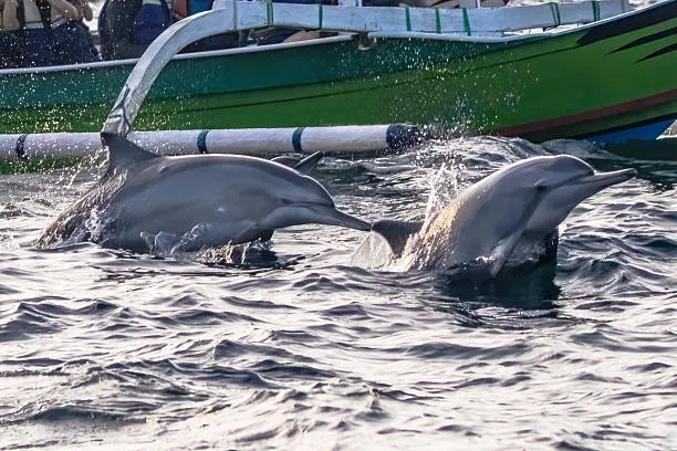 Dolphins with Explore Bali Hub 1