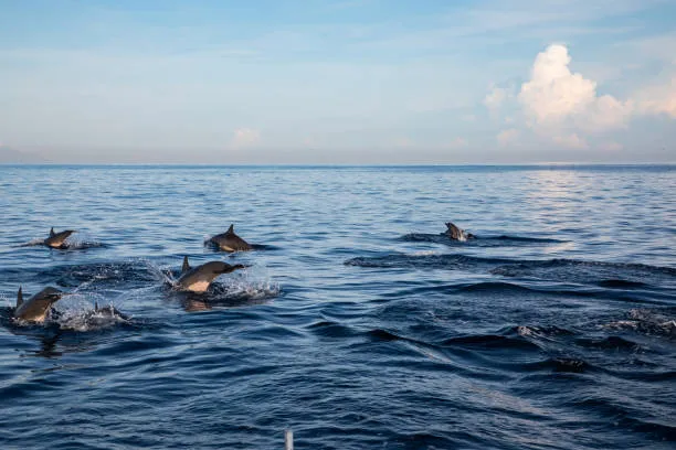 Dolphins with Explore Bali Hub 3