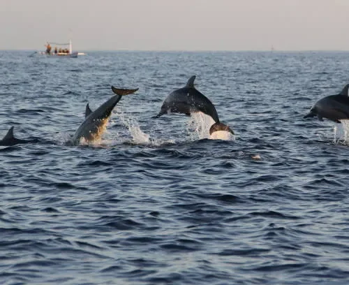 Dolphins with Explore Bali Hub