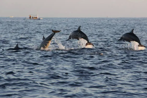 Dolphins with Explore Bali Hub