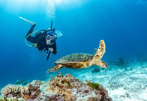 Turtle Island Explore Bali hub
